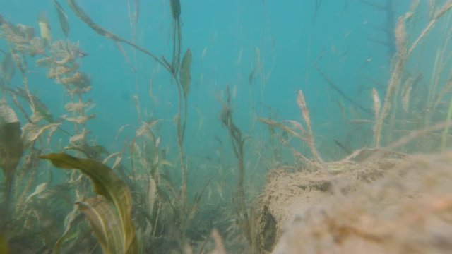 On the bottom of green water color lake 4K video