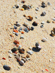 Sea Shells leading your path