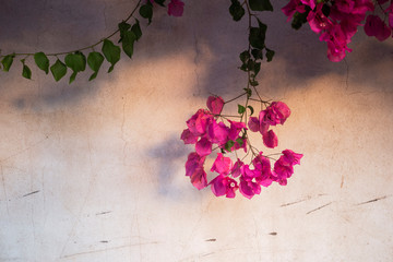 blossom flower branch
