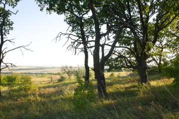 young oaks on the hill on the sunny day