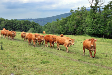 Fototapeta na wymiar Limousine cows in Central France, with earmarks according to EU regulations