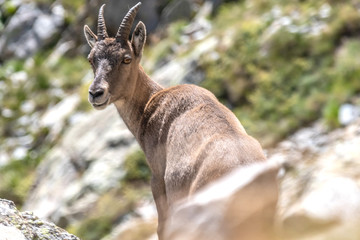 Fototapeta premium Bouquetin dans les Alpes