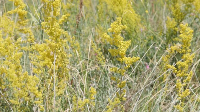 Field of yellow bedstraw plant 4K video