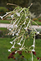 Nicotiana noctiflora suaveolens blanc au jardin en été	