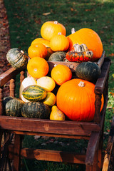 Bright Coloured Pumpkins