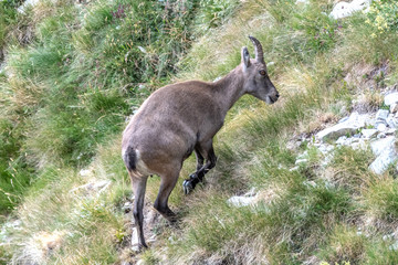 Bouquetin dans les Alpes