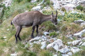 Bouquetin dans les Alpes