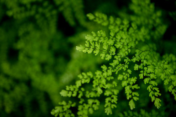 Green nature background with fern at humid condition in tropical forest.