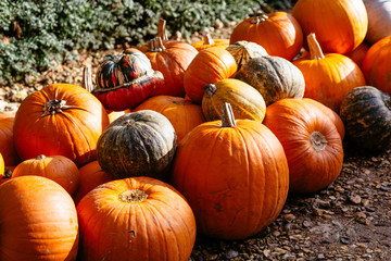 Bright Coloured Pumpkins