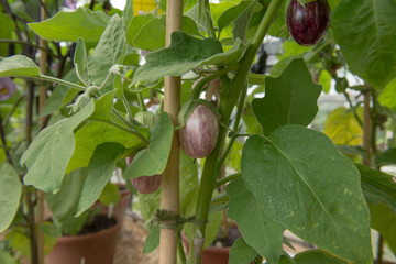 Home Grown Organic Aubergine or Eggplant (Solanum melongena 'Pinstripe') Growing in a Greenhouse in Somerset, England, UK