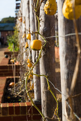 Rustic Squash in November