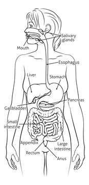 A medical anatomy diagram of a woman showing the human digestive system