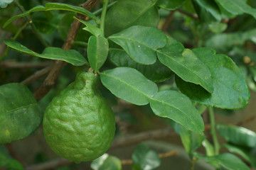 Fresh Kaffir lime