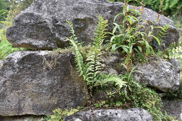 Rochers et fougère au jardin