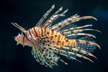Naklejka na ściany i meble Lion fish swim along coral reefs in the aquarium.