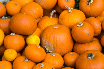 Bright Coloured Pumpkins