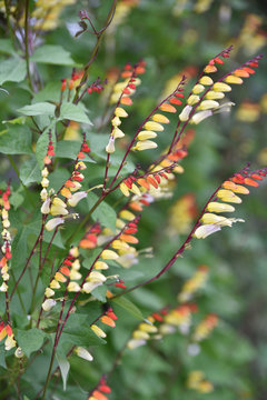 Ipomea lobata au jardin en &eacute;t&eacute;