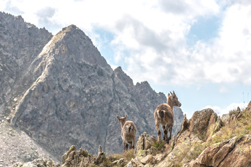 Bouquetin dans les Alpes