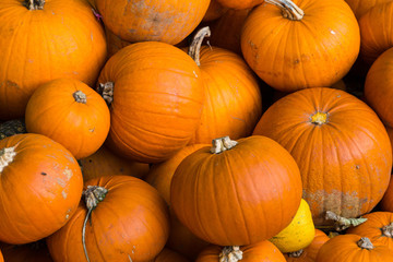 Bright Coloured Pumpkins