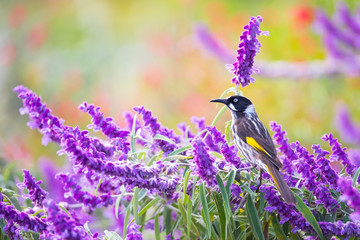 A New Holland Honeyeater forages for a meal among some Mexican Bush Sage in the Adelaide Botanic Gardens, South Australia.