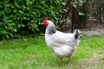 Poule blanche de variété Sussex dans un jardin