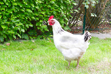 Poule pondeuse blanche de variété Sussex dans un jardin