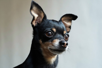 Little cute toy terrier dog looking straight, isolated on white background,close-up