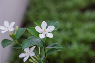 white flower on green background