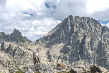 Bouquetin dans les Alpes
