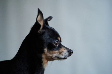 Little cute toy terrier dog looking straight, isolated on white background,close-up