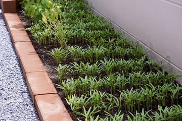 Green morning glory in the vegetable field.