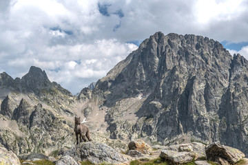 Bouquetin dans les Alpes