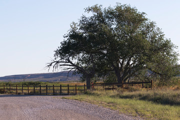 Along rustic auto drive of Bitter Lake National Wildlife Refuge in New Mexico
