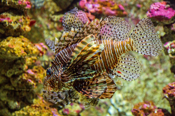 Lion fish in aquarium. It is venomous