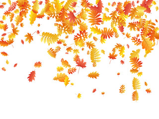 Oak, maple, wild ash rowan leaves vector, autumn foliage on white background.