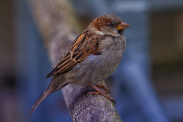 Common sparrow sitting on a rail