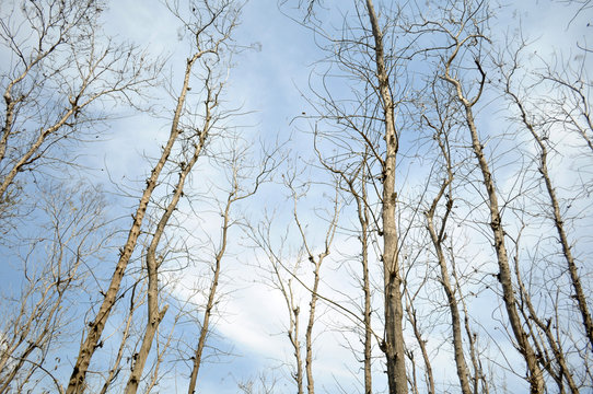 Teak Tree Molt In Dry Season In Indonesia