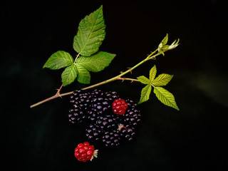 Dark purple bushy blackberry (Rubus fruticosus) on a branch with needles and green leaves on a...
