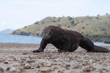 Fototapeta premium Komodo dragon only lives in Flores Island, Indonesia under protected habitat on Komodo National Park. 
