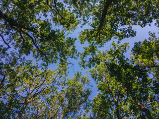 Bottom view of the crowns of trees with green foliage against the blue sky on a summer day.