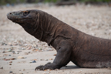 Komodo dragon only lives in Flores Island, Indonesia under protected habitat on Komodo National Park.

