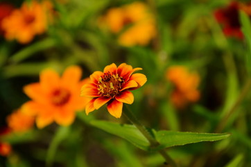 colorful zinnia flowers blooming in field
