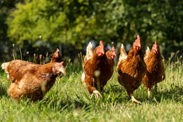Free range organic chickens poultry in a country farm, germany