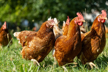 Free range organic chickens poultry in a country farm, germany