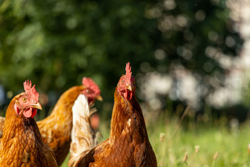 Free range organic chickens poultry in a country farm, germany
