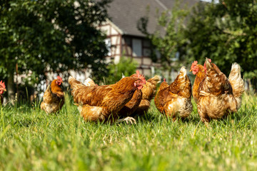 Free range organic chickens poultry in a country farm, germany