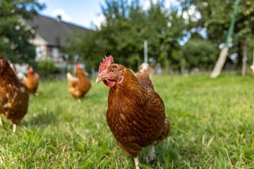 Free range organic chickens poultry in a country farm, germany