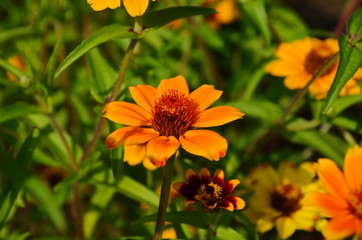 colorful zinnia flowers blooming in field