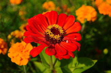 colorful zinnia flowers blooming in field