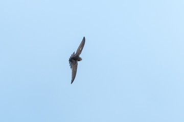 Common swift (Apus apus) flying with blue sky